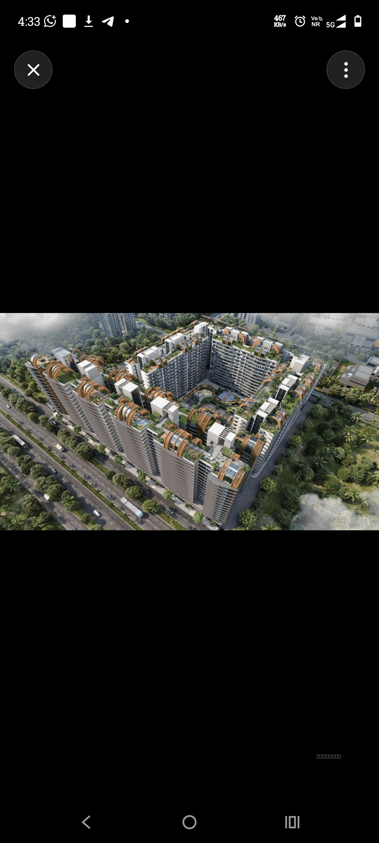 Palm Amore — image 2